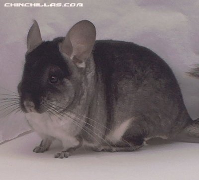 1408, Black Velvet (Violet Carrier) Male Chinchilla