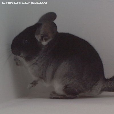 1558 Showable Black Velvet ( Ebony Carrier ) Female Chinchilla