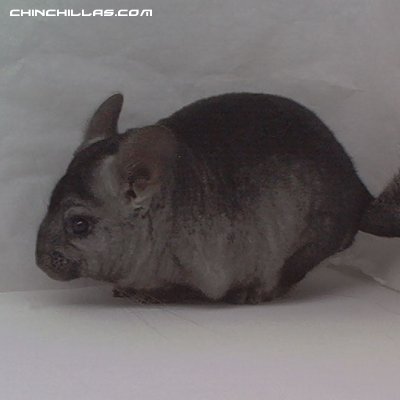 1456, Light Hetero Ebony (Violet Carrier) Male Chinchilla