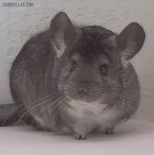 1566 Show Quality Standard Female Chinchilla