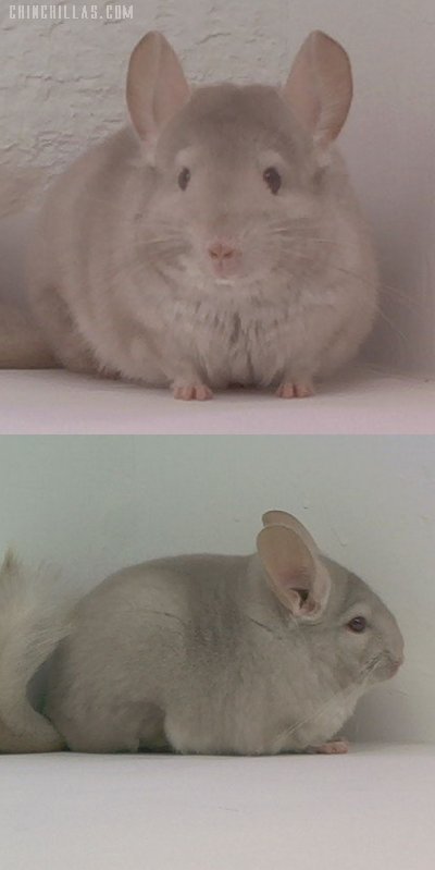 1569 Showable Homo Beige Female Chinchilla