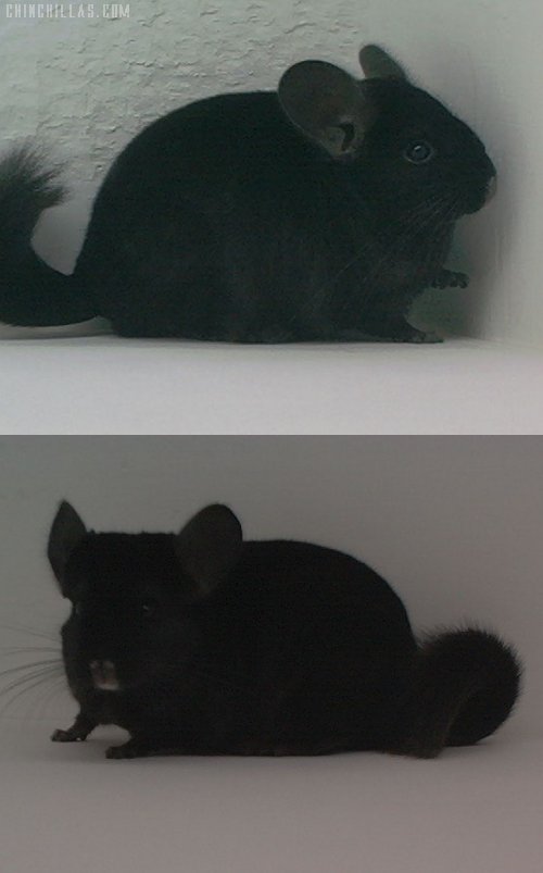 1571 Showable Ebony Male Chinchilla