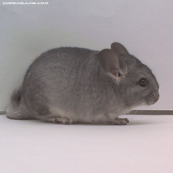 1522 Standard (Sapphire Carrier) Female Chinchilla