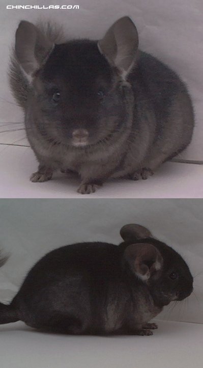 1461 Show Quality TOV Ebony Male Chinchilla