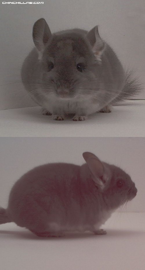 1516 TOV Violet Male Chinchilla