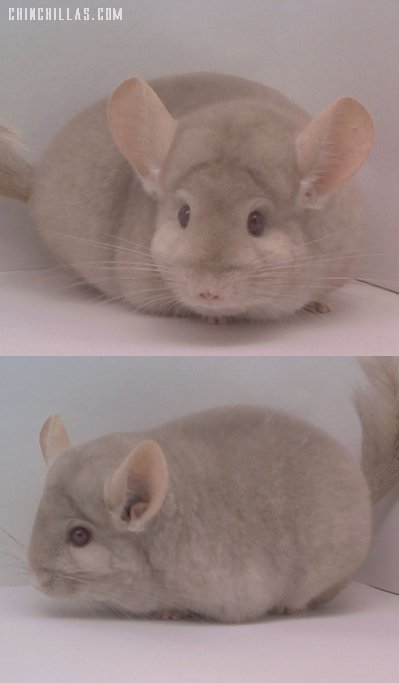 1471 Show Quality Homo Beige Male Chinchilla