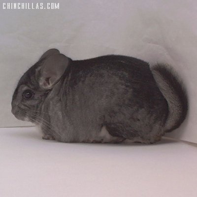 1454 Showable Standard Male Chinchilla