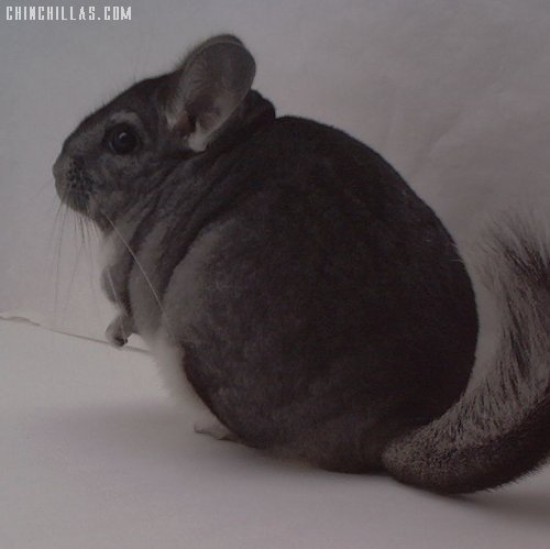 1444 Showable Standard Female Chinchilla