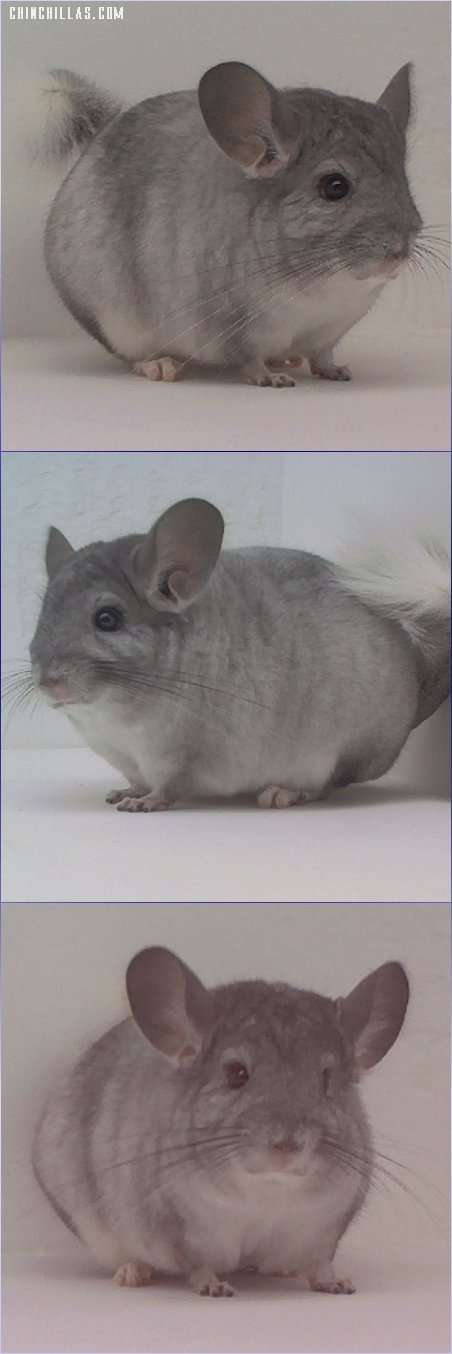 1561 Show Quality Silver Male Chinchilla