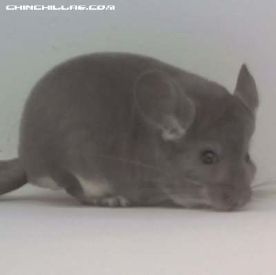 1565 Top Show Quality Violet Male Chinchilla