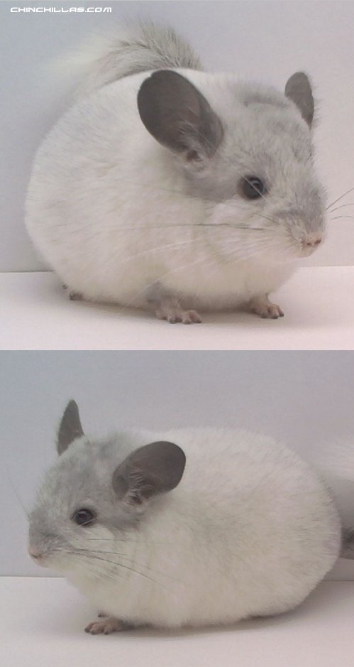 1474 Mosaic Male Chinchilla