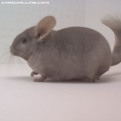 1549 Show Quality Tan Female Chinchilla