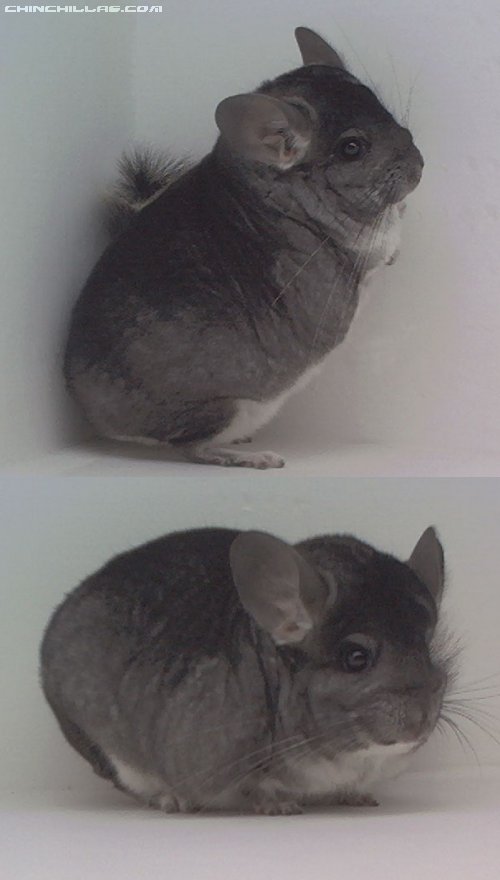 1562 Herd Improvement Standard Male Chinchilla