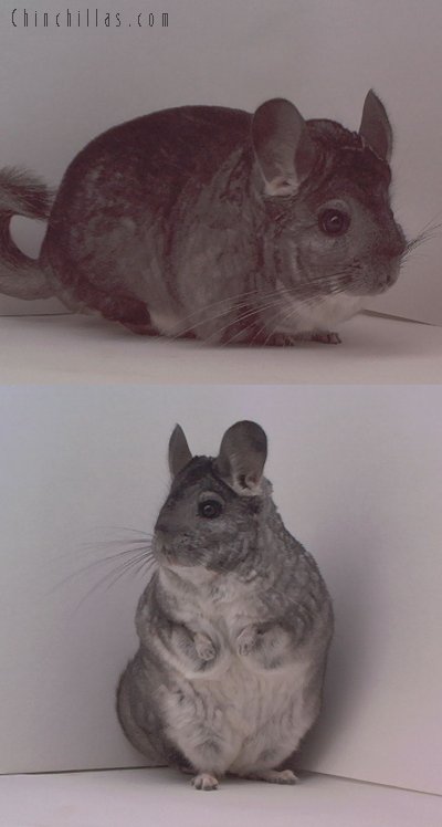 1495 Show Quality Standard Female Chinchilla