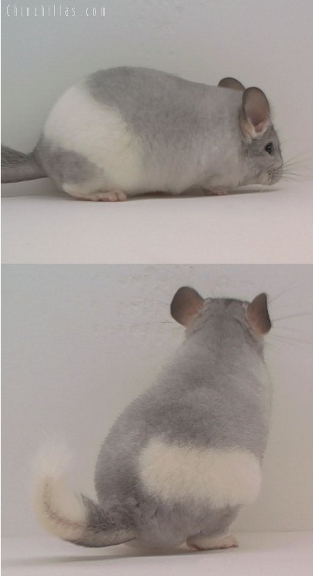 1586 Silver Mosaic Female Chinchilla