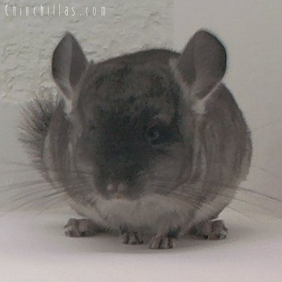 1584 Black Velvet ( Violet Carrier ) Female Chinchilla/kit