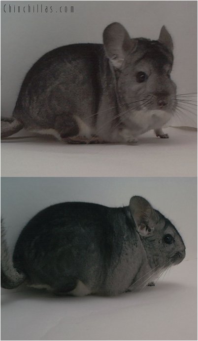 1499 Show Quality Standard Male Chinchilla