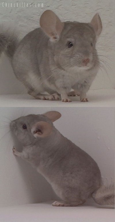 1592 Beige ( Violet Carrier ) Female Chinchilla