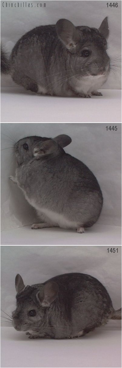 Lot 9 Three Showable Standard Female Chinchillas