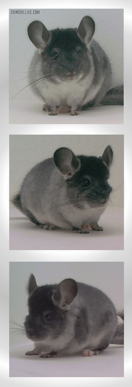 1568 TOV Silver ( with spotting factor ) Male Chinchilla