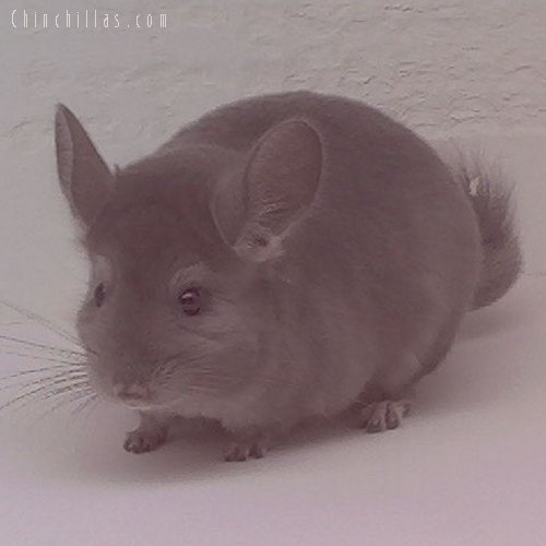 1601 Wrap-around Violet Female Chinchilla