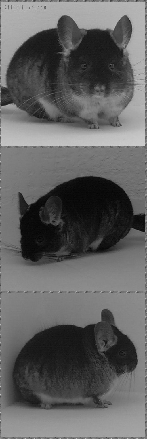 1609 Showable Black Velvet Male Chinchilla