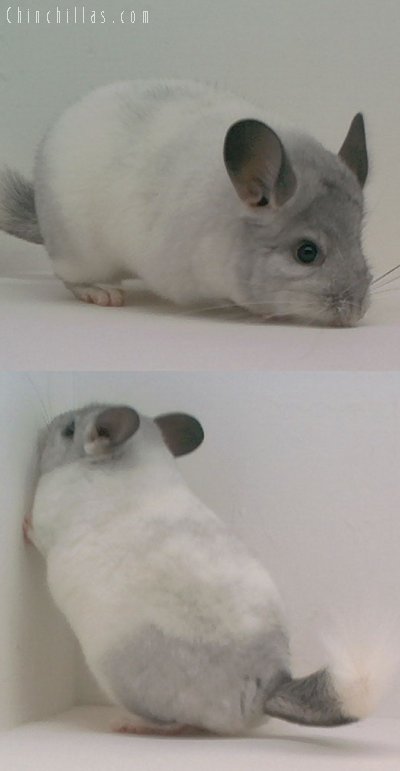 1587 TOP Show White Mosaic Female Chinchilla