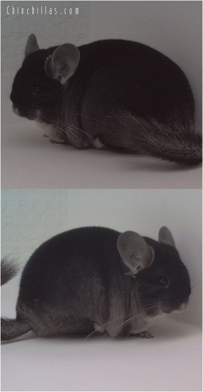 1613 TOP Show Quality BV ( Ebony Carrier ) Female Chinchilla