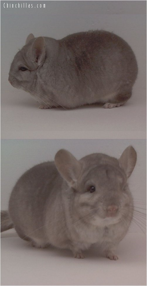 1618 Top Show Quality Heterozygous Beige Male Chinchilla