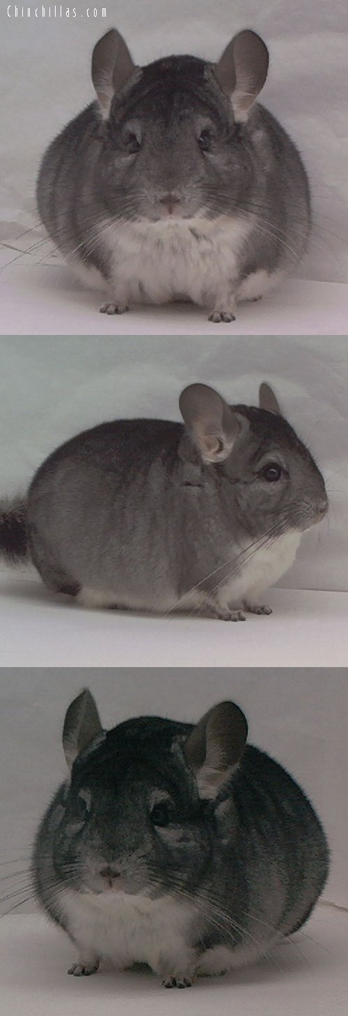 1458 Show Quality Standard Male Chinchilla