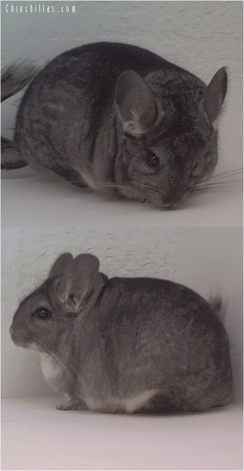 1622 Show Quality Standard Female Chinchilla