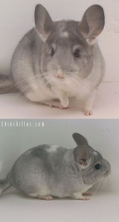 1604 Unusual Silver Mosaic Female Chinchilla