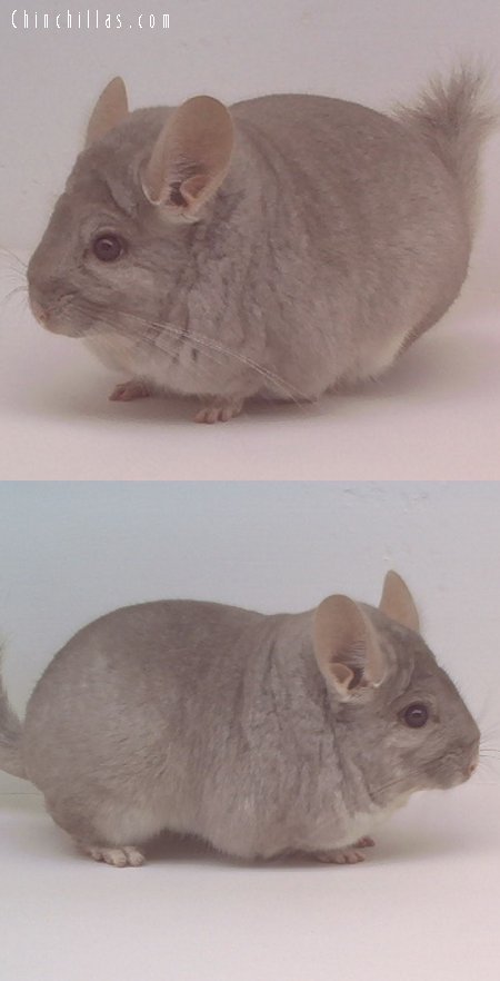 1610 Showable Heterozygous Beige Male Chinchilla