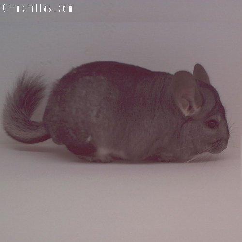 1619 Show Quality Standard Male Chinchilla