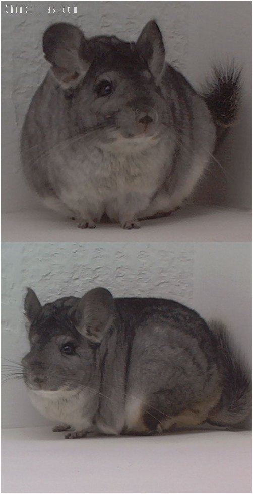 1537 Top Show Quality Pure Standard Female Chinchilla