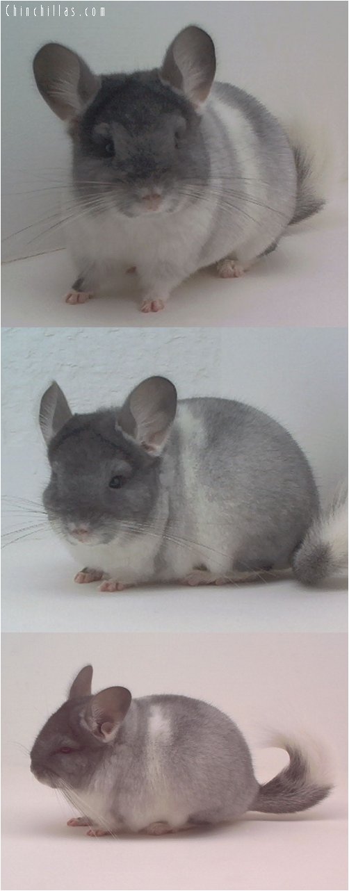 1636 TOV White Male Chinchilla