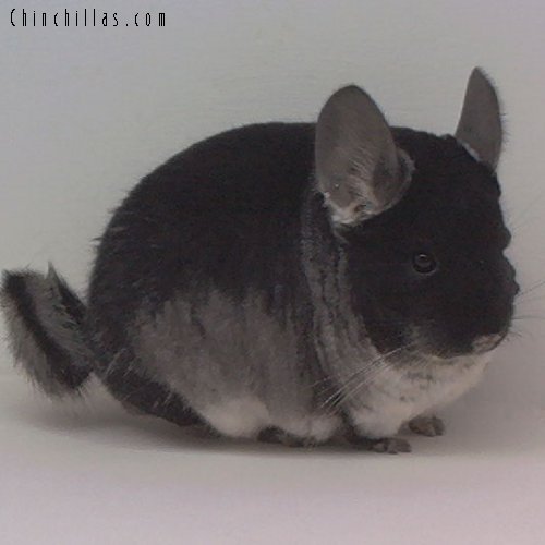 1631 Top Show Quality Black Velvet Female Chinchilla