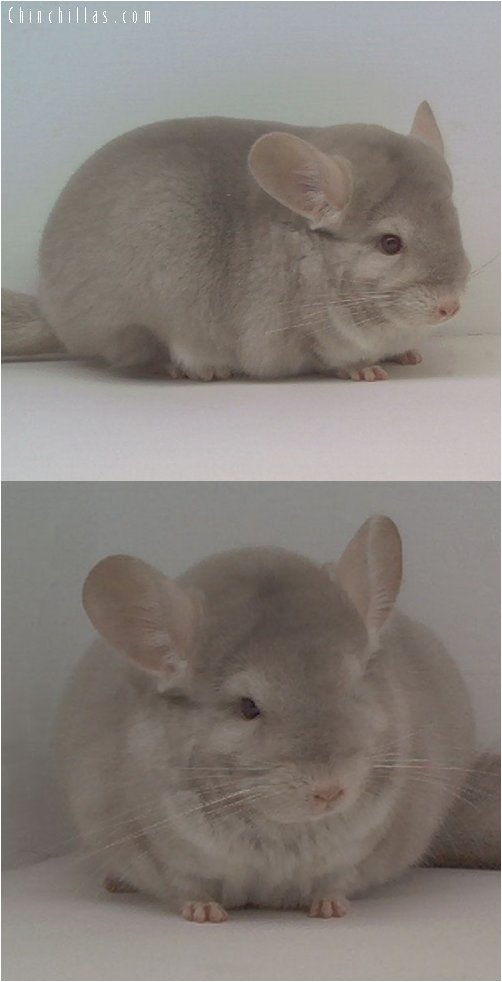 1634 TOP Show Quality Homo-Beige Female Chinchilla