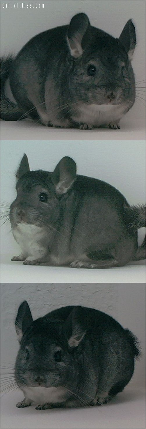 1555 Show Quality Standard ( Ebony Carrier ) Female Chinchilla