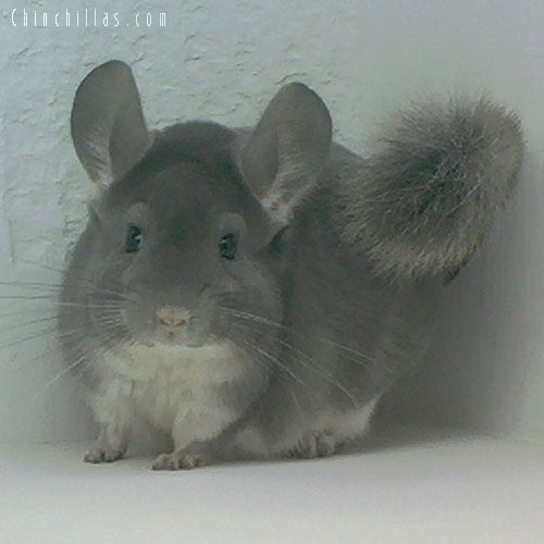 1628 Champion Violet Male Chinchilla