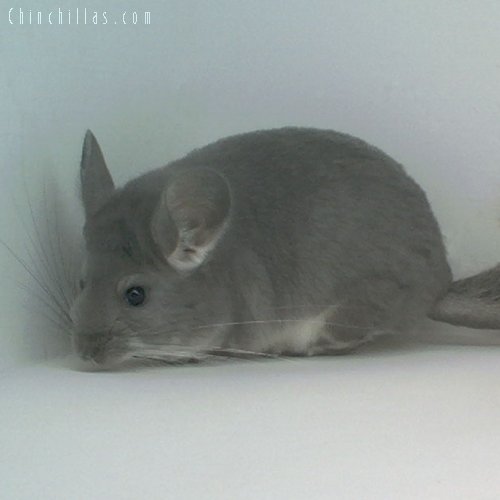 1635 Show Quality Violet Female Chinchilla