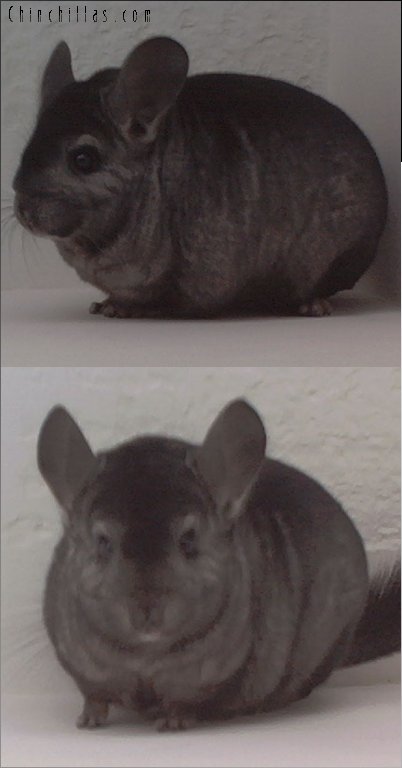 1588 Show Quality Hetero Ebony Male Chinchilla