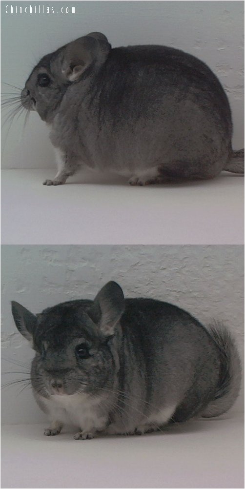 1540 Show Quality Standard Female Chinchilla