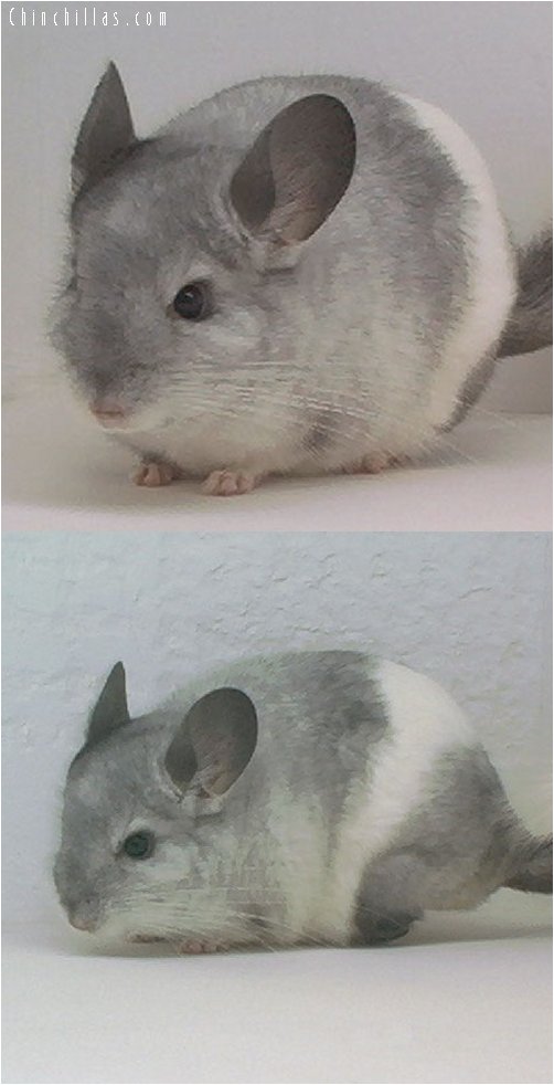 1633 Interesting Mosaic Male Chinchilla