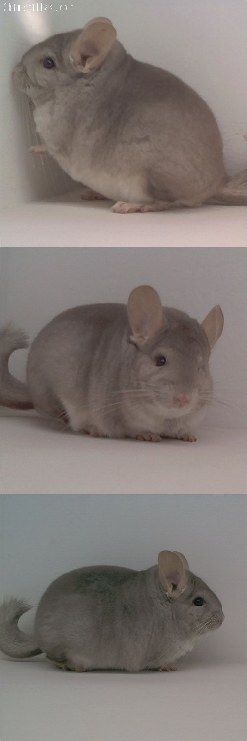 1640 Top Show Quality Beige Male Chinchilla