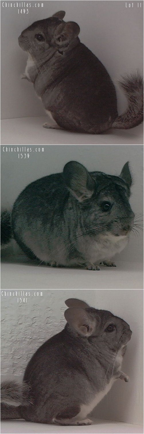 Lot 11 Three Showable Standard Female Chinchillas