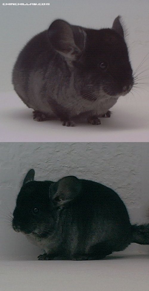 1531 TOV Heterozygous Ebony Male Chinchilla