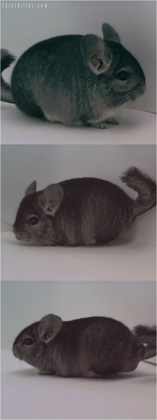 1490 Show Quality Standard (Ebony carrier) Female Chinchilla