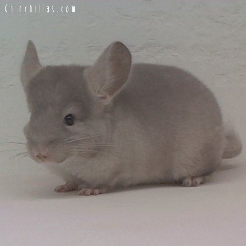 1630 TOV Beige ( Brown Velvet ) Female Chinchilla