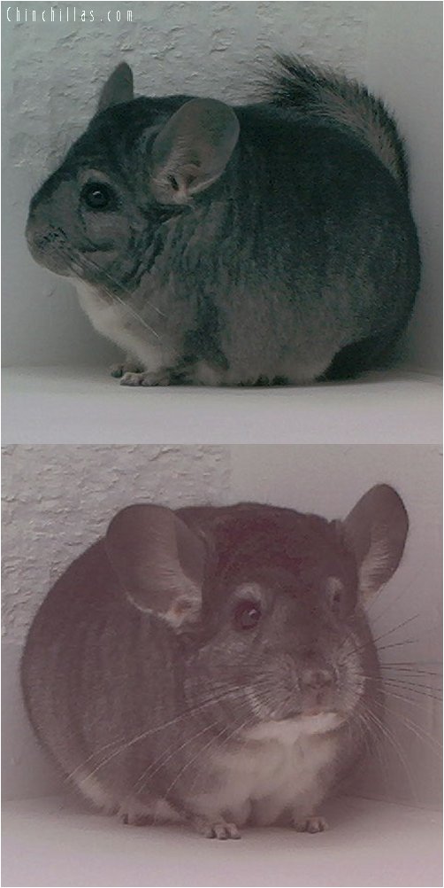 1543 Top Show Quality Standard Female Chinchilla